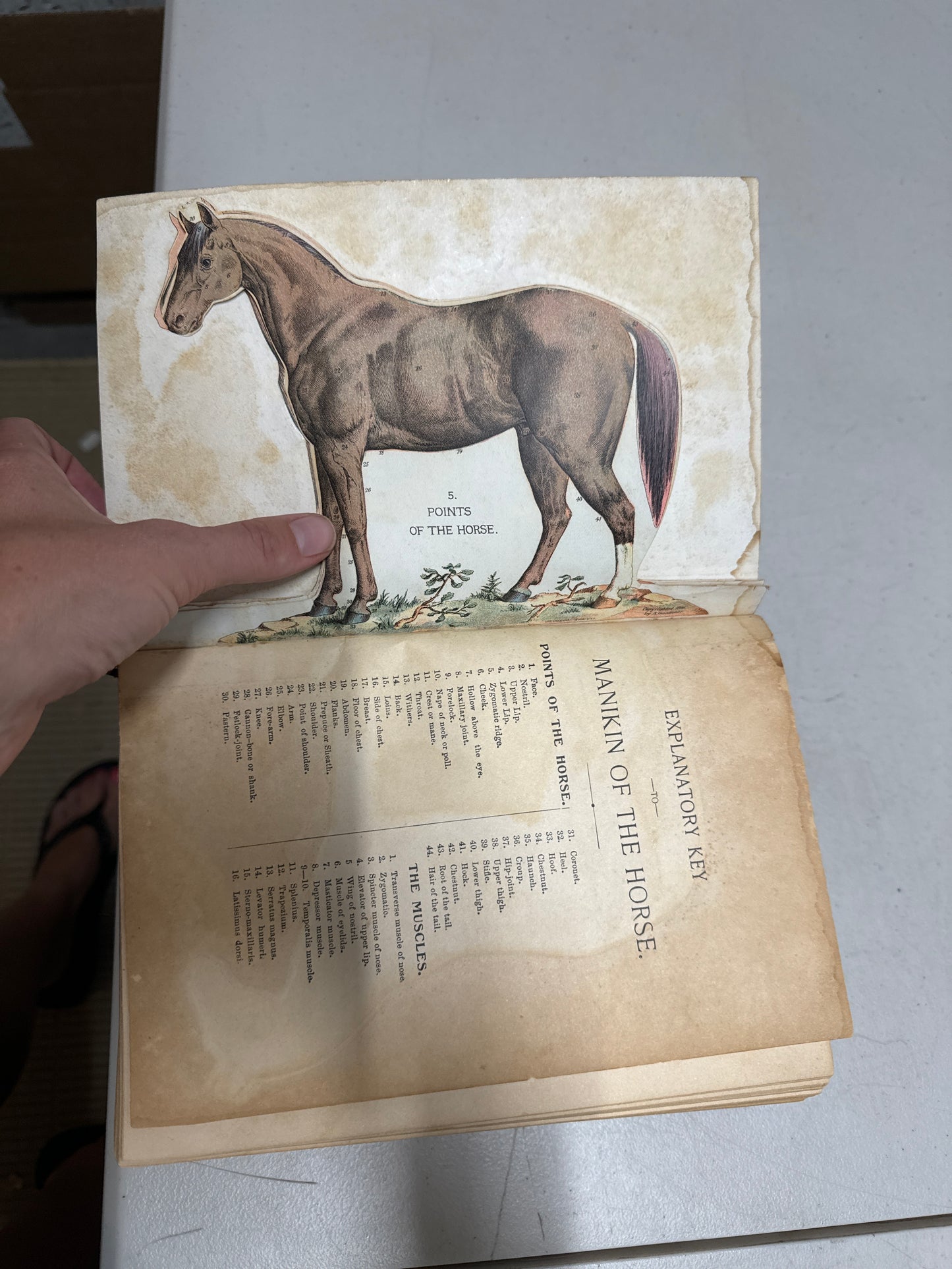 Vintage The Successful Stockman and Manual of Husbandry Hardback